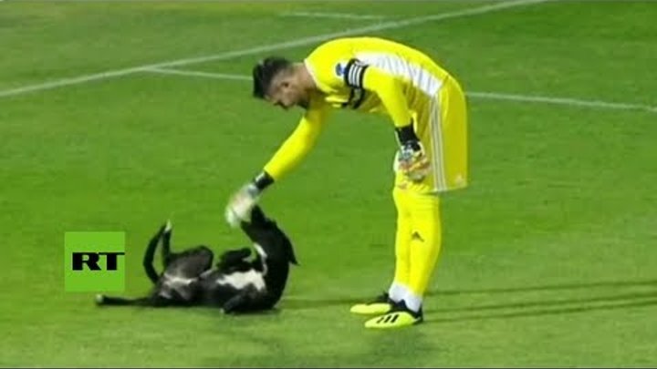 Un perro invade la cancha durante un partido de fútbol en Georgia