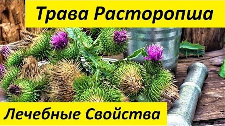 Трава Расторопша. Лечебные Свойства и Применение Травы Расторопша Трава Расторопша. Лечебные Свойства и Применение Травы Расторопша