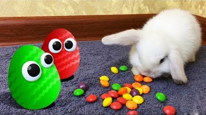 Мультики. Все серии. Киндер Сюрприз. Барбоскины, Маша и Медведь, Щенячий патруль. Surprise Eggs Мультики. Все серии. Киндер Сюрприз. Барбоскины, Маша и Медведь, Щенячий патруль. Surprise Eggs