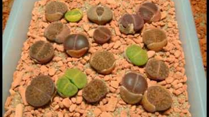 Lithops timelapse after watering