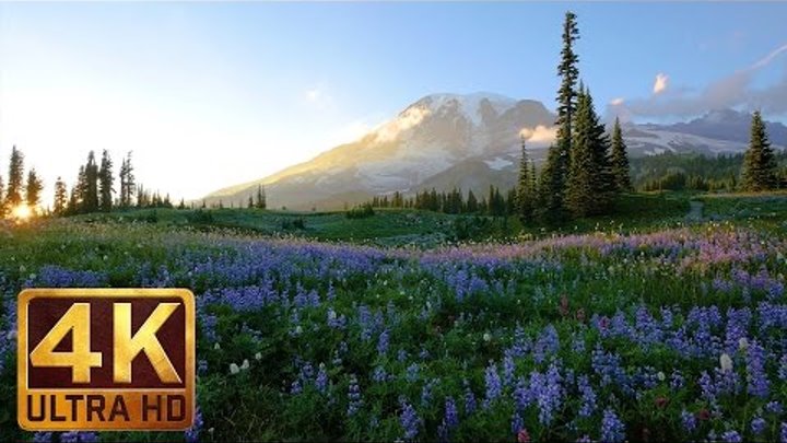 4K Relaxation 3-hour Loop Video - Wild Flowers of Mount Rainier with Nature Sounds