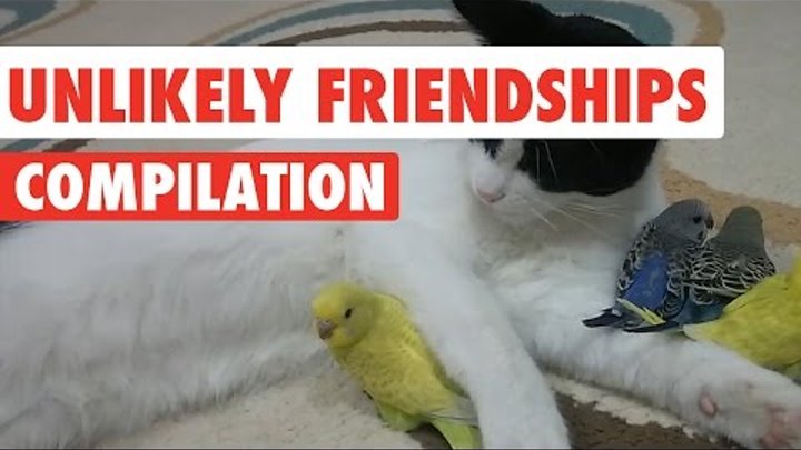 Unlikely Pet Friendships Video Compilation 2017
