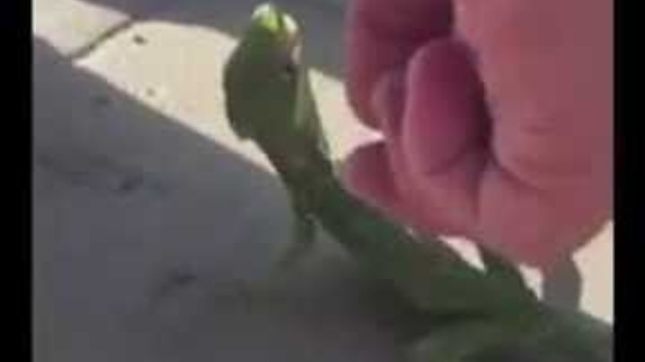 Man Finds Out That Lizards Don't Bite