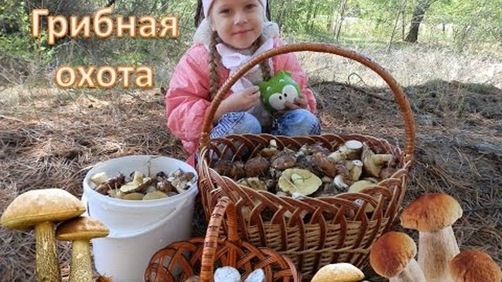 ☆彡ВЛОГ Едем в лес собирать грибы, прогулка по лесу/Vlogs We go into the woods to pick mushrooms