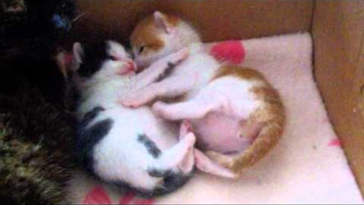 Süße kleine Kätzchen beim spielen - Katzenbabys/lustige Katzenkinder