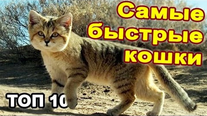 Топ 10 самые быстрые кошки в мире. Необычные дикие и домашние кошки