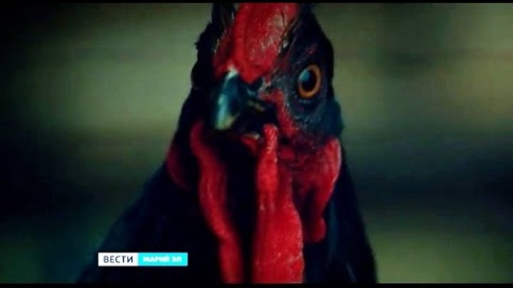 Фильм «Петух» режиссёра Алексея Нужного увидели зрители Йошкар-Олы - Вести Марий Эл Фильм «Петух» режиссёра Алексея Нужного увидели зрители Йошкар-Олы - Вести Марий Эл