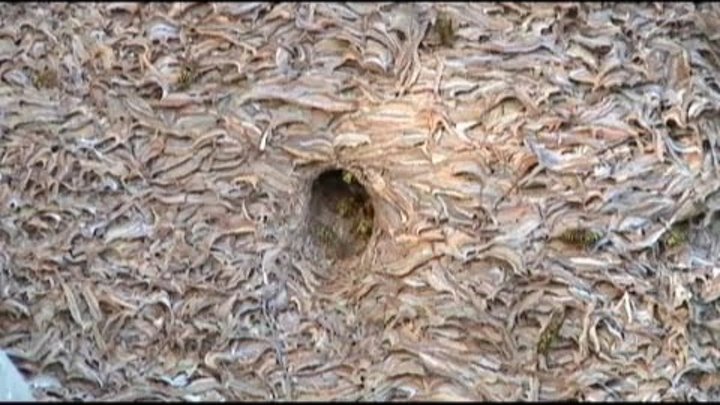 Giant wasp nest