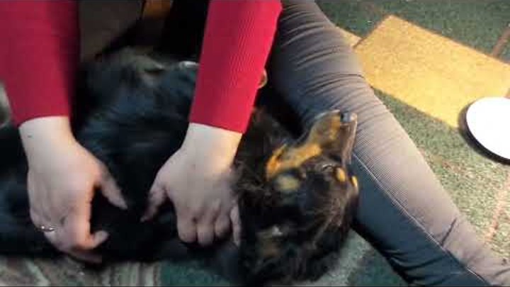 #4 Клещ на собаке. Как вытащить клеща у собаки. How to remove the tick from the dogs. 怎麼去去掉勾選 смотреть онлайн #4 Клещ на собаке. Как вытащить клеща у собаки. How to remove the tick from the dogs. 怎麼去去掉勾選