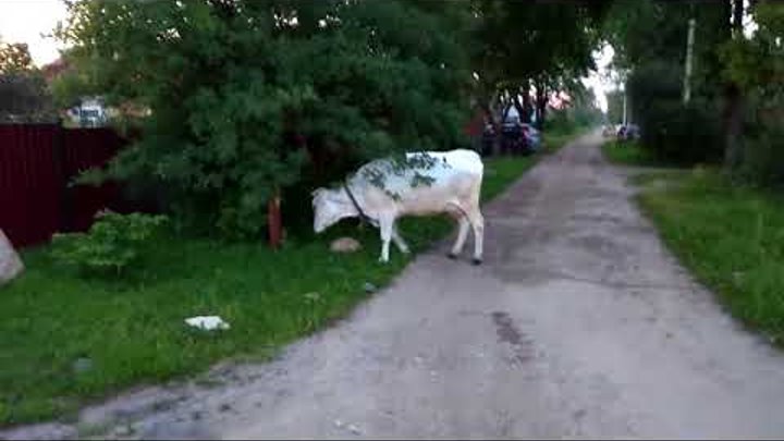 жителям микрорайона "Сокольники" 3 день не дает покоя цыганская корова и 2 теленка.