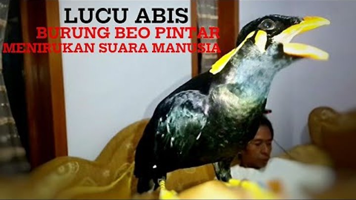 Lucu Burung Beo Jinak Dan Bisa Menirukan Suara Manusia | Parrot can talk | لطيف الببغاء Lucu Burung Beo Jinak Dan Bisa Menirukan Suara Manusia | Parrot can talk | لطيف الببغاء