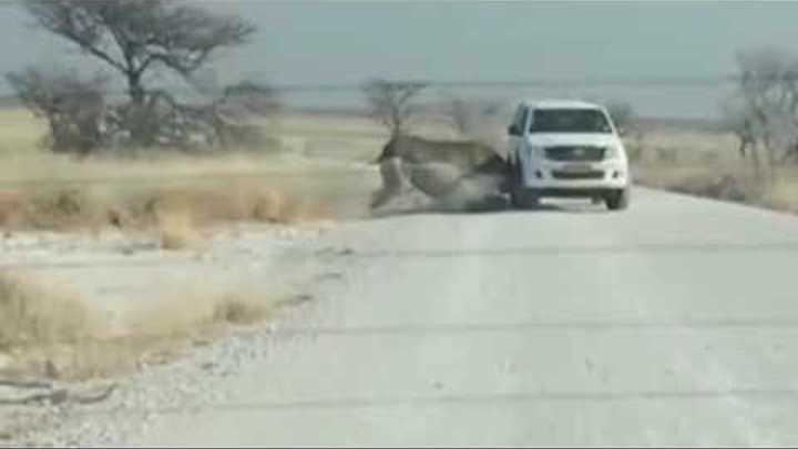 Носорог с разбегу протаранил джип с туристами