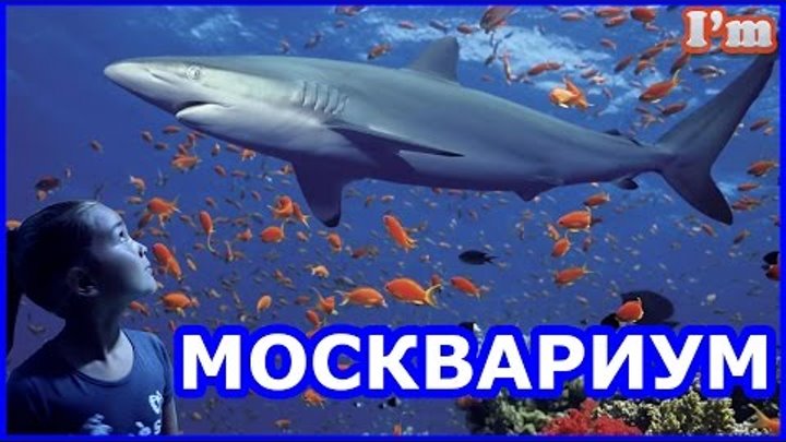 МОСКВАРИУМ. Красочный подводный мир. Акулы, стерляди, золотые рыбки, белуга и прочие.
