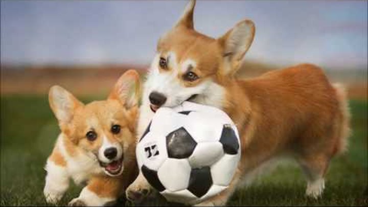 Самая популярная порода собак 2017 - Вельш-Корги Пемброк (Welsh Corgi Pembroke) Подборка № 2 Самая популярная порода собак 2017 - Вельш-Корги Пемброк (Welsh Corgi Pembroke) Подборка № 2