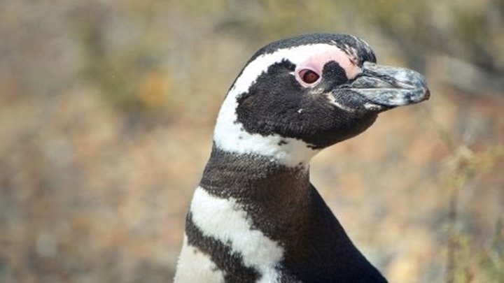 Магелланские пингвины в Южной Америке - Попробуй! ЮА