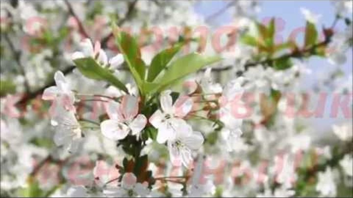 Анна Герман Один раз в год С 8 Марта всех женщин!!! смотреть онлайн Анна Герман Один раз в год С 8 Марта всех женщин!!!