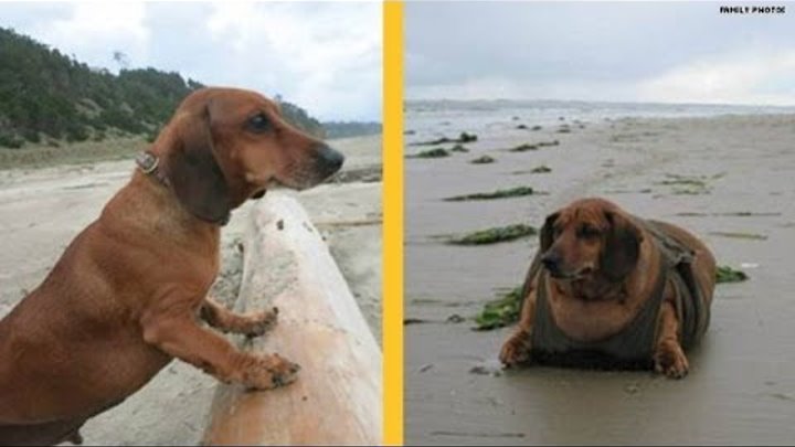 Obie, the biggest four-legged loser смотреть онлайн Obie, the biggest four-legged loser