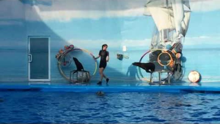 Крым 2016 / Алушта / Дельфинарий НЕМО / Дельфинотерапия смотреть онлайн Крым 2016 / Алушта / Дельфинарий НЕМО / Дельфинотерапия