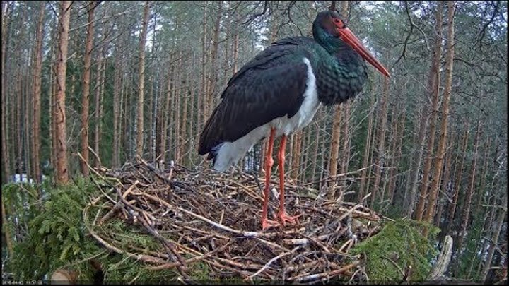 2018/04/05 Must Toonekurg~First Black Stork has arrived~