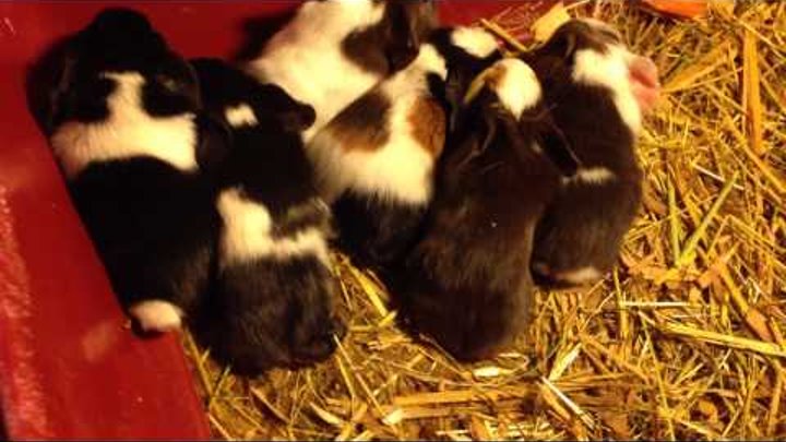 New born baby guinea pigs. Новорожденные морские свинки.