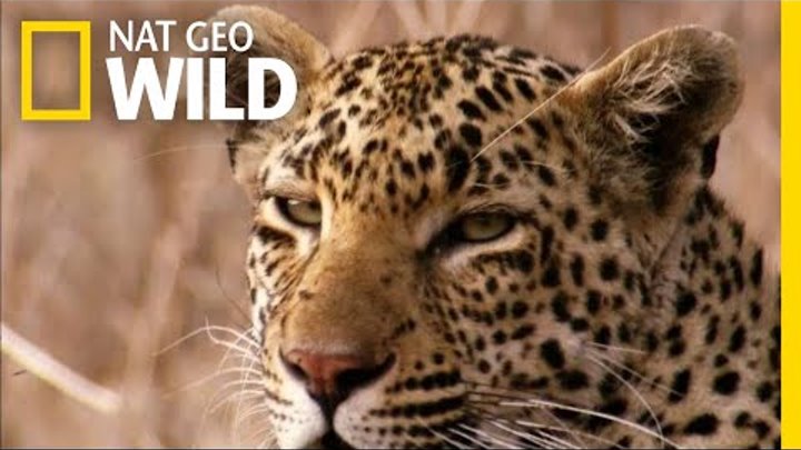 The Leopard is a Pouncer, Not a Chaser | Nat Geo Wild