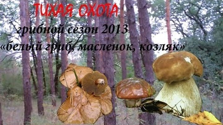 Грибной сезон 2013 белый гриб, масленок козляк