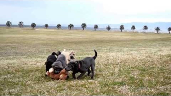 Happy Shar - Pei puppy 3 ブサカワ 子犬 大集合 ! Happy Shar - Pei puppy 3 ブサカワ 子犬 大集合 !