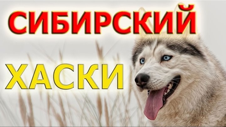 Сибирский хаски - порода собак с очень независимым, самостоятельным характером