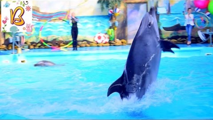 Дельфинарий НЕМО! Представление дельфинов! Часть №3 !Dolphinarium Nemo! Дельфинарий НЕМО! Представление дельфинов! Часть №3 !Dolphinarium Nemo!