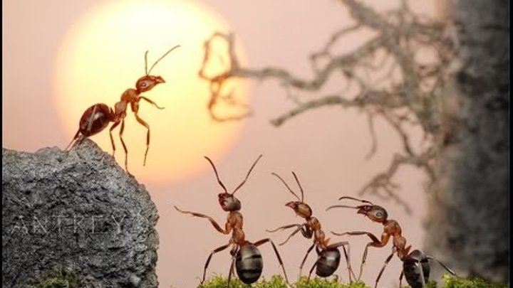 ВАУ! Самые трогательные муравьиные истории...#ПопулярноенаЮТУБе