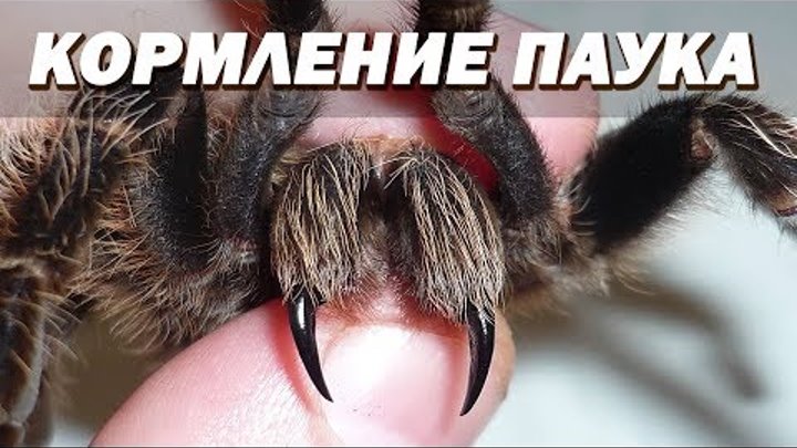 Кормление паука птицееда - Брахипельма альбопилозум! Tarantula Feeding - Brachypelma albopilosum