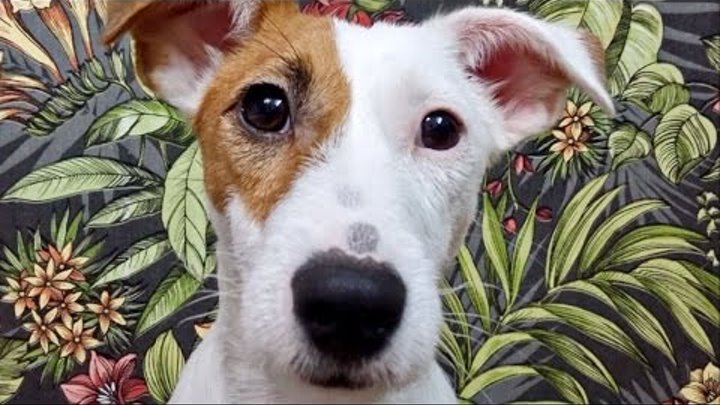 Джек Рассел Терьер по имени Вольт: Собачье счастье! / Jack Russell Terrier Volt