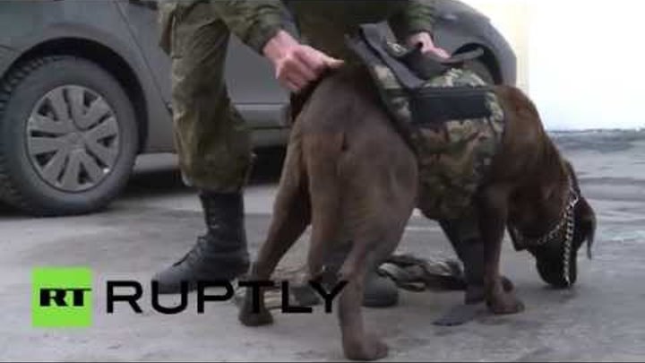 В Петербурге представили бронежилеты для служебных собак