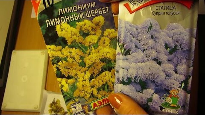 ПРЕКРАСНЫЕ СУХОЦВЕТЫ- СТАТИЦА, ЛИМОНИУМ, или КЕРМЕК. ПРЕКРАСНЫЕ СУХОЦВЕТЫ- СТАТИЦА, ЛИМОНИУМ, или КЕРМЕК.