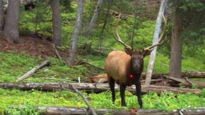 13 year old shoots elk in the chest!