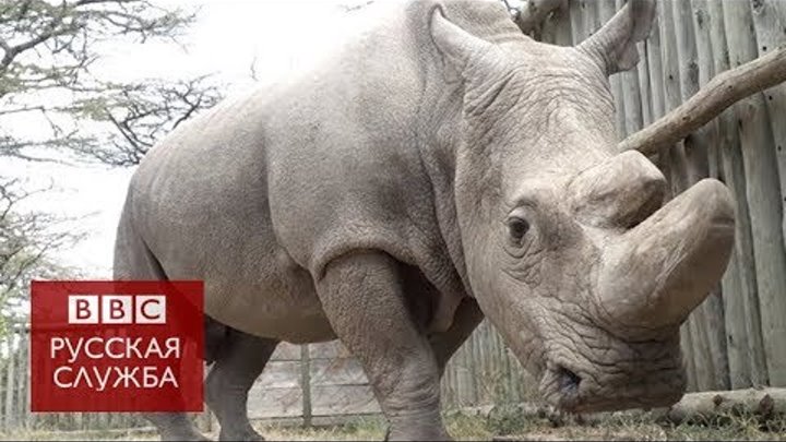 Последний самец северного белого носорога умер в Кении