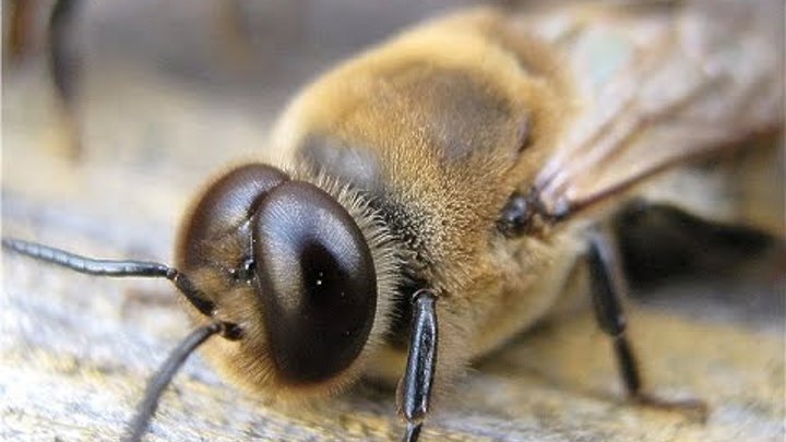 Пчёлы начали выгонять трутней из ульев. Bees began to cast out the drones out of the hive. Пчёлы начали выгонять трутней из ульев. Bees began to cast out the drones out of the hive.