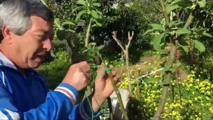 L' orto del futuro: Inizio Innesti su Solanum Marzo 2019 L' orto del futuro: Inizio Innesti su Solanum Marzo 2019