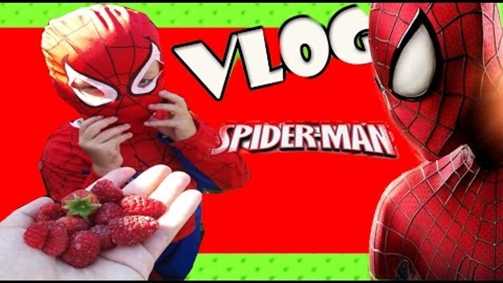 Vlog Кирилл Spider man кушает малинку, ловит рыжего котика, возле речки! Человек Паук Новые серии смотреть онлайн Vlog Кирилл Spider man кушает малинку, ловит рыжего котика, возле речки! Человек Паук Новые серии