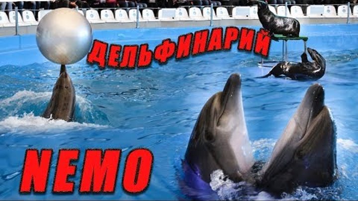 Дельфинарий Немо Одесса.Полное видео представления.#NEMO Дельфинарий Немо Одесса.Полное видео представления.#NEMO