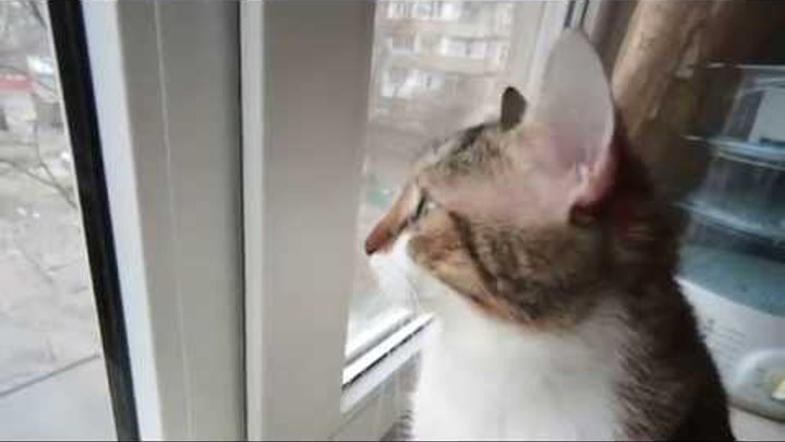 Смешной котик, классный кот :)) , прикол | Кот впервые увидел снег
