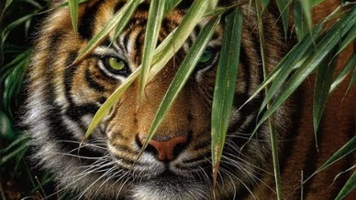 Хищники - убийцы. Тигр людоед. Документальный фильм National Geographic.