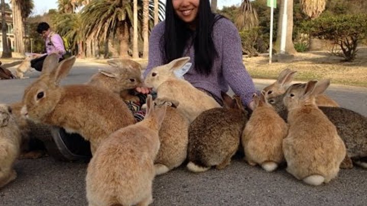 Остров кроликов Окуносима, Япония - Rabbit Island Ōkunoshima, Japan