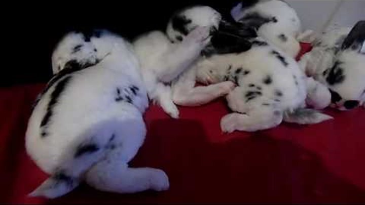 Семейство маленьких кроликов далматинцев! Такие милашки Видео для детей A family of little rabbits!