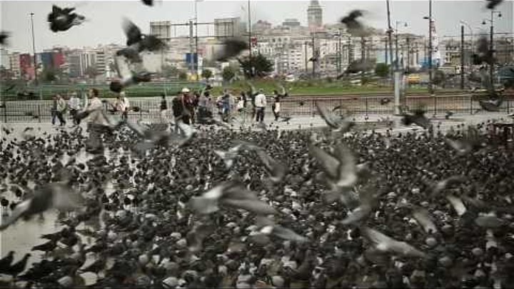 pigeon apocalypse (HD)