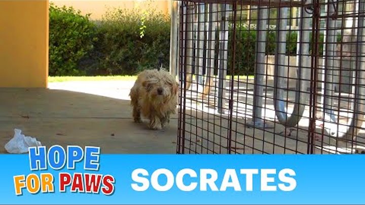 Dog Rescue: Socrates. Hope For Paws & Bill Foundation. Music by Derek Luttrell (Please share)