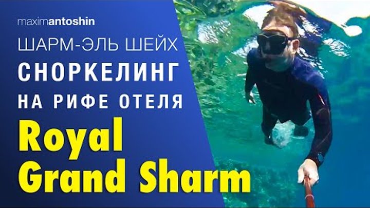 Египет. Шарм Эль Шейх. Снорклинг на домашнем рифе отеля "Royal Grand Sharm"
