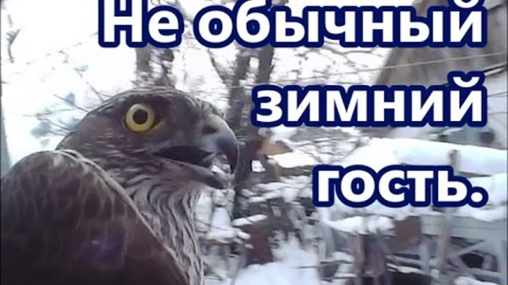 Не обычный зимний гость. Не обычный зимний гость.