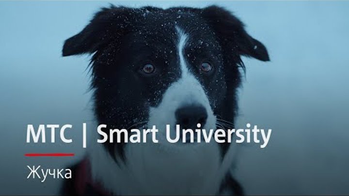 МТС | Smart University | Жучка