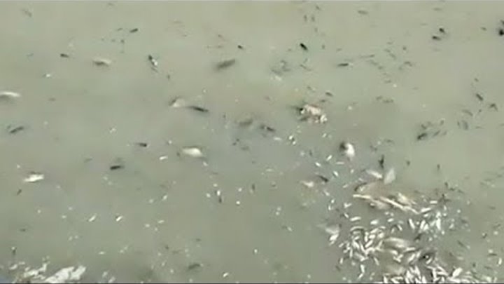 Причины массовой гибели рыбы выясняют в Брюховецком районе Кубани